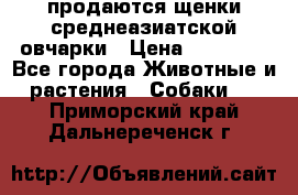 продаются щенки среднеазиатской овчарки › Цена ­ 30 000 - Все города Животные и растения » Собаки   . Приморский край,Дальнереченск г.